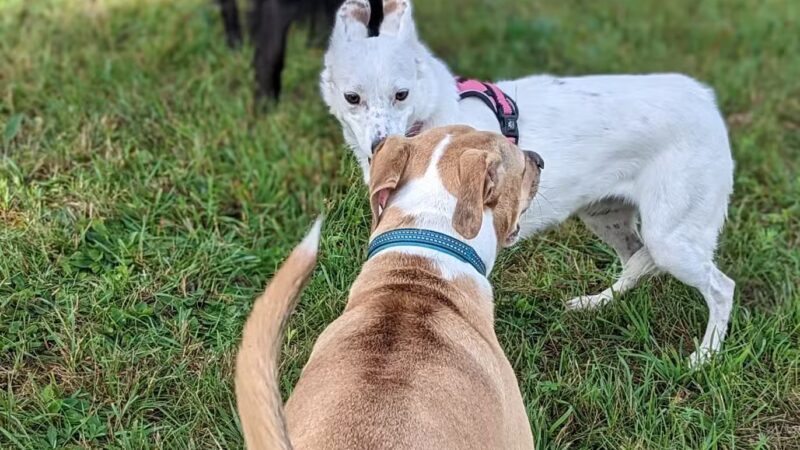 Hackensack Dog Park - Hackensack, MN