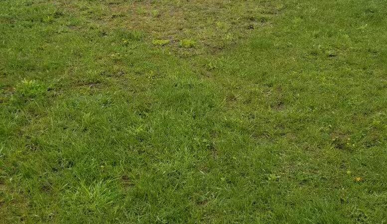 Hackensack Dog Park - Hackensack, MN