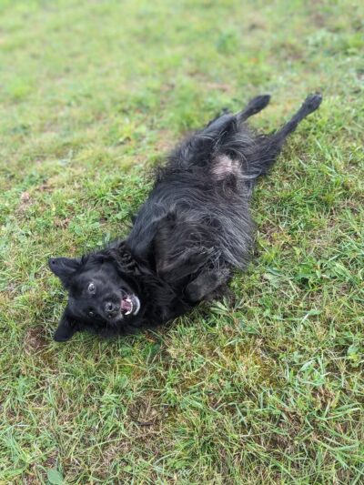 Hackensack Dog Park - Hackensack, MN