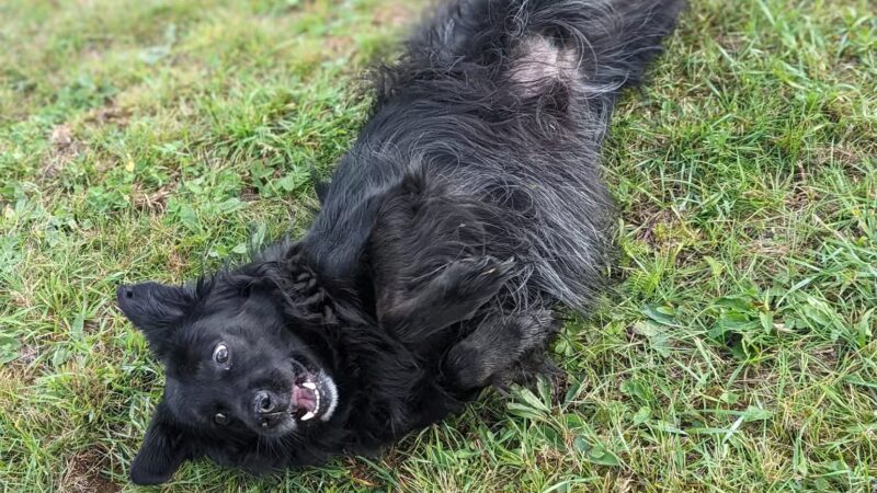 Hackensack Dog Park - Hackensack, MN