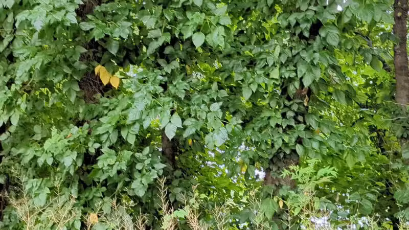 Hackensack River Pathway - Hackensack, NJ