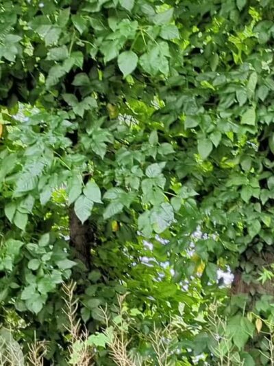 Hackensack River Pathway - Hackensack, NJ