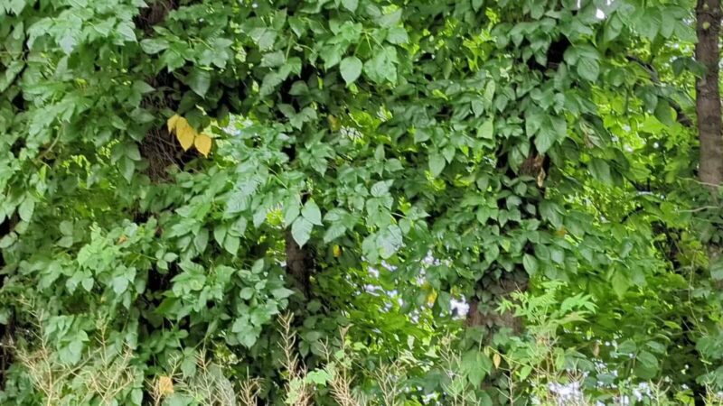 Hackensack River Pathway - Hackensack, NJ