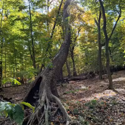 Borg's Woods Nature Preserve - Hackensack, NJ