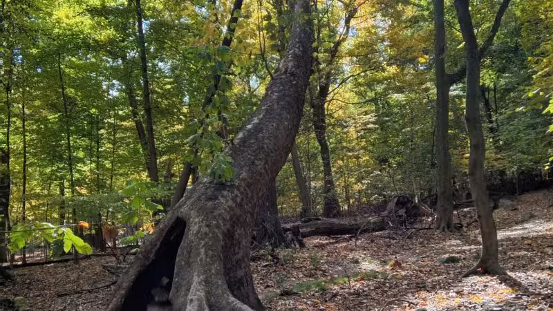 Borg's Woods Nature Preserve - Hackensack, NJ