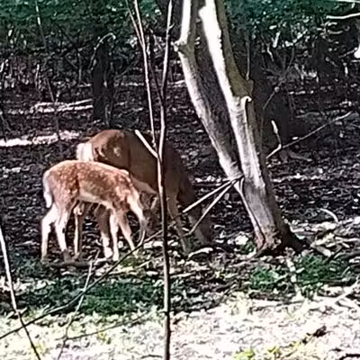 Borg's Woods Nature Preserve - Hackensack, NJ