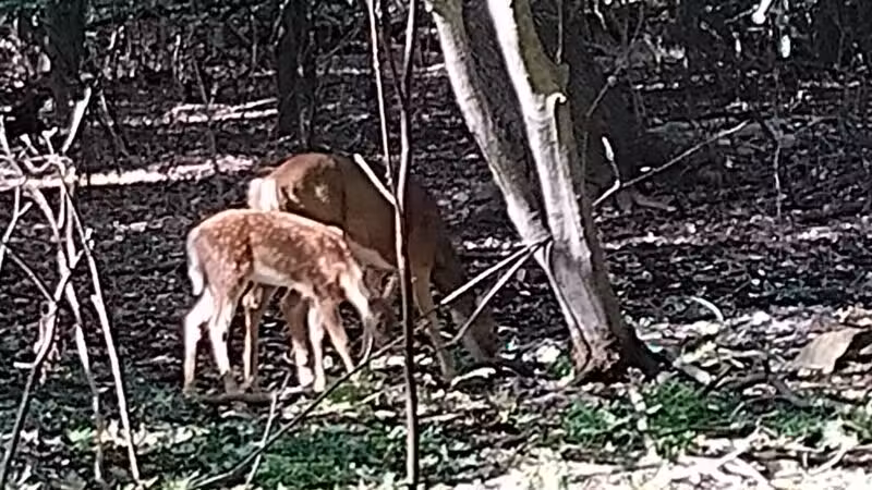 Borg's Woods Nature Preserve - Hackensack, NJ