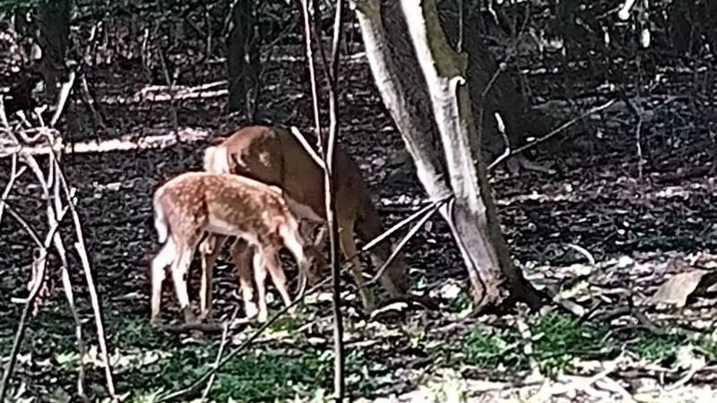 Borg's Woods Nature Preserve - Hackensack, NJ
