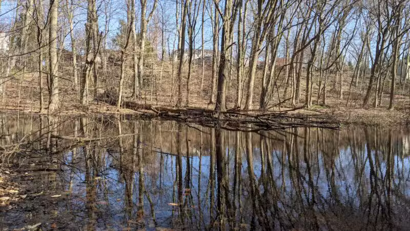 Borg's Woods Nature Preserve - Hackensack, NJ