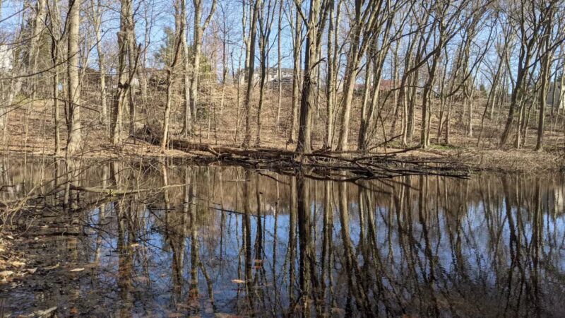Borg's Woods Nature Preserve - Hackensack, NJ