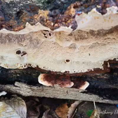 Borg's Woods Nature Preserve - Hackensack, NJ