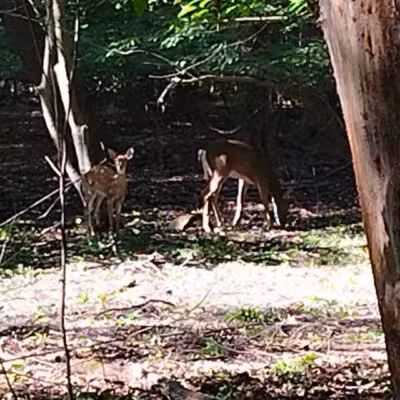 Borg's Woods Nature Preserve - Hackensack, NJ