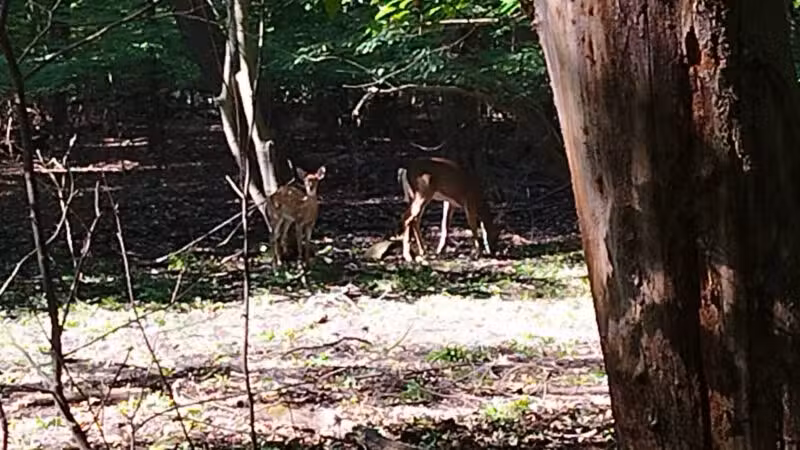Borg's Woods Nature Preserve - Hackensack, NJ
