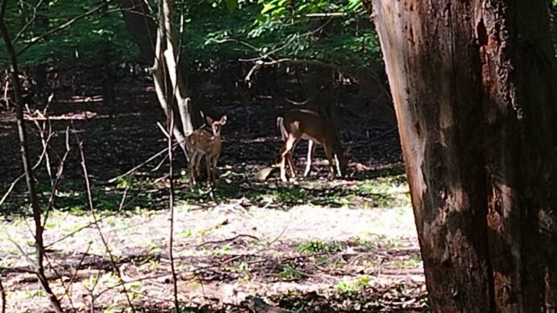 Borg's Woods Nature Preserve - Hackensack, NJ