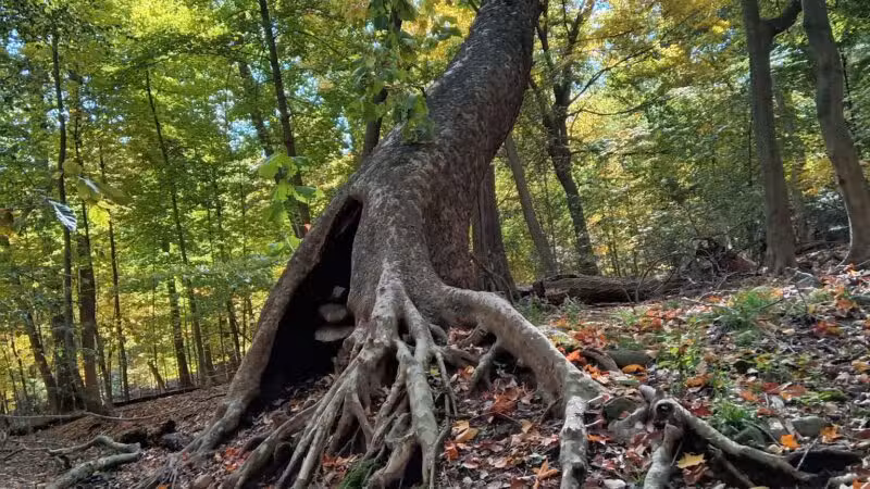 Borg's Woods Nature Preserve - Hackensack, NJ