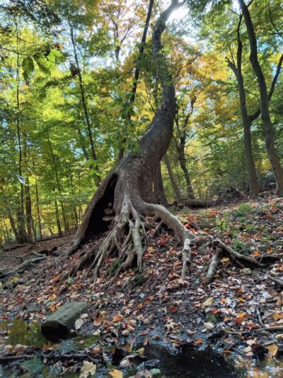 Borg's Woods Nature Preserve - Hackensack, NJ