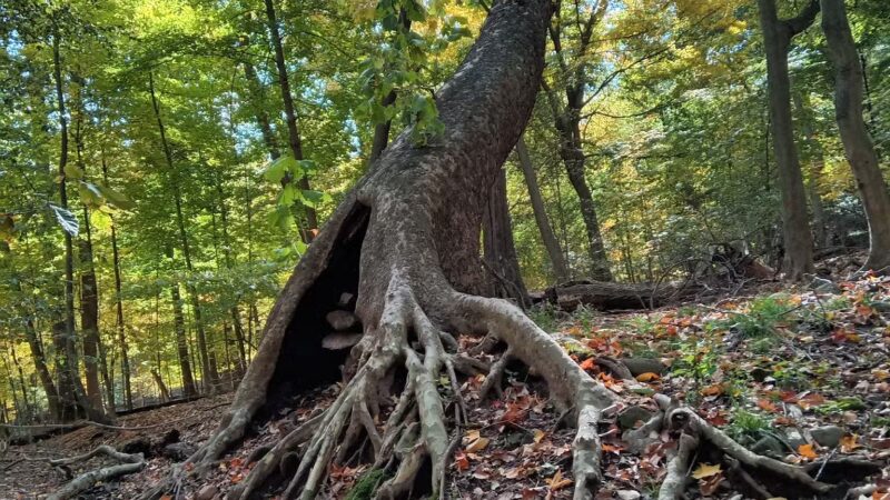 Borg's Woods Nature Preserve - Hackensack, NJ