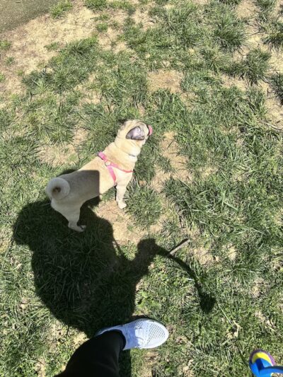 Central Bark - Hagerstown, MD