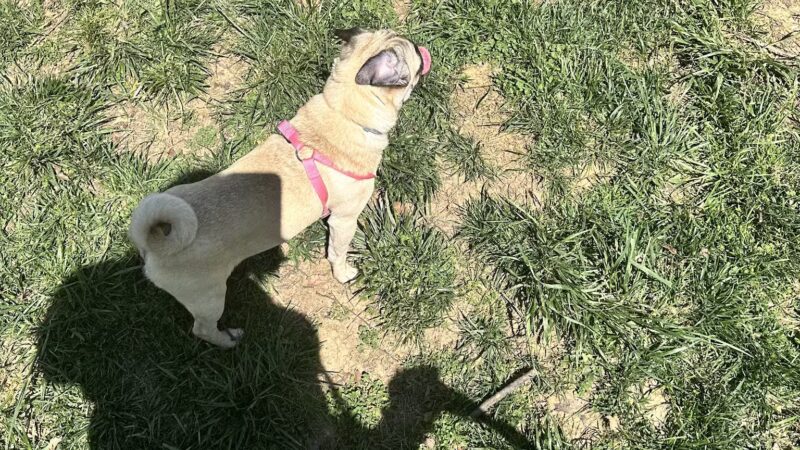 Central Bark - Hagerstown, MD