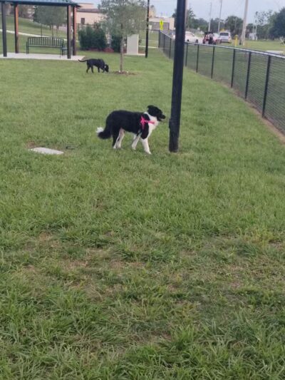 Ember Dog Park - Haines City, FL