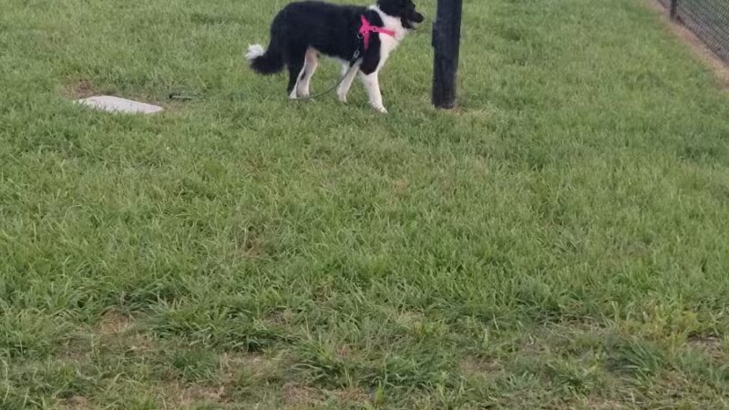 Ember Dog Park - Haines City, FL