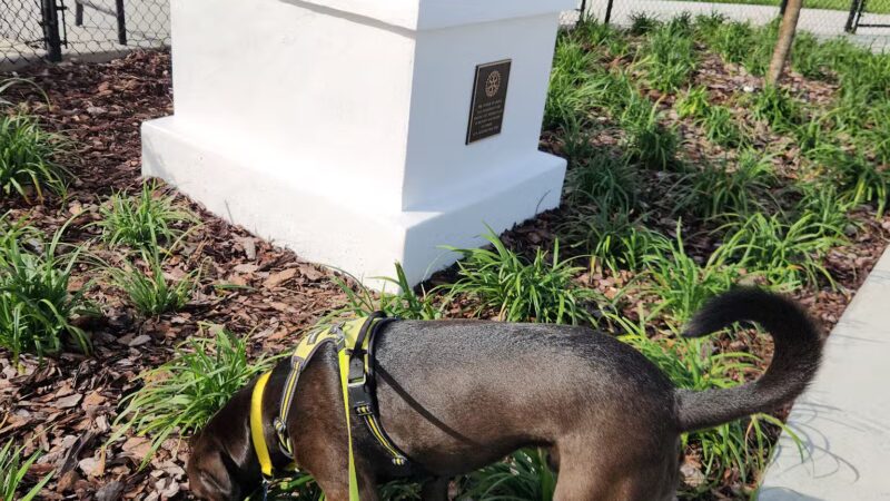 Ember Dog Park - Haines City, FL