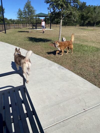 Ember Dog Park - Haines City, FL
