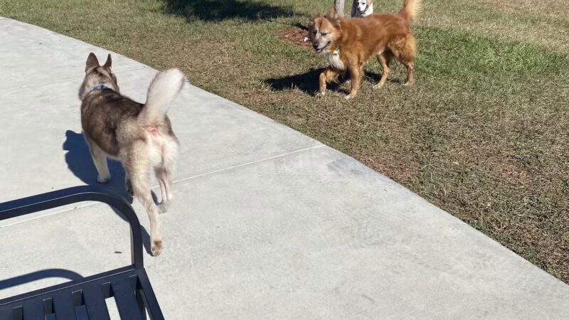 Ember Dog Park - Haines City, FL