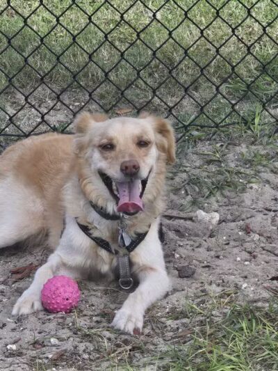 Ember Dog Park - Haines City, FL
