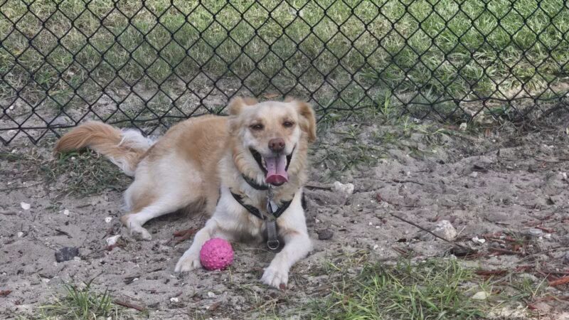 Ember Dog Park - Haines City, FL