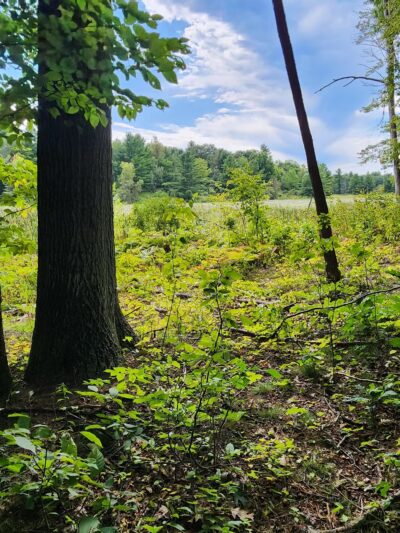 Macsherry Trail - Hammond, NY