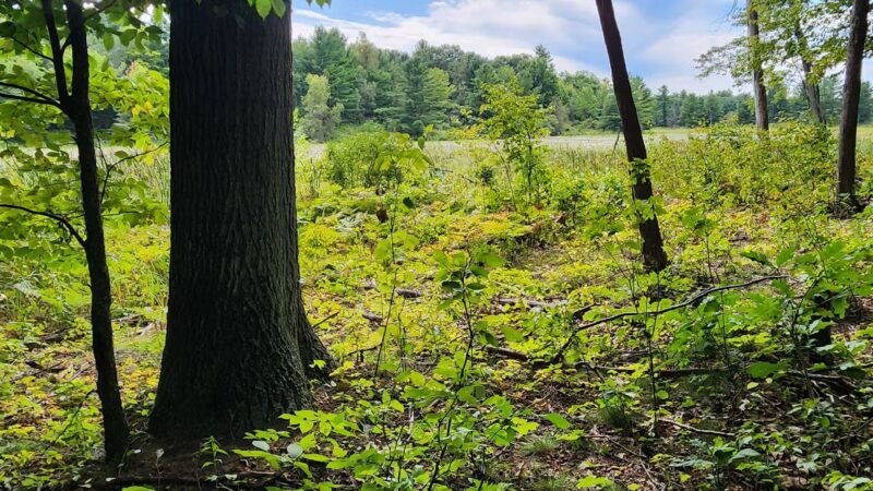 Macsherry Trail - Hammond, NY