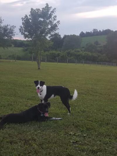 West Manheim Dog Park - Hanover, PA