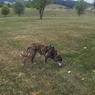 West Manheim Dog Park - Hanover, PA