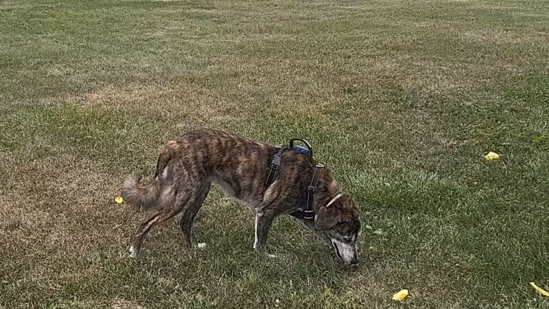 West Manheim Dog Park - Hanover, PA
