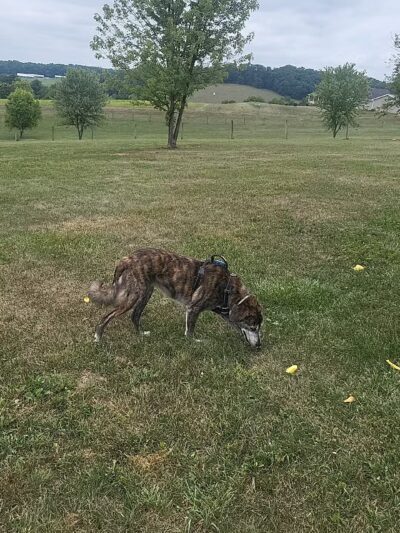 West Manheim Dog Park - Hanover, PA