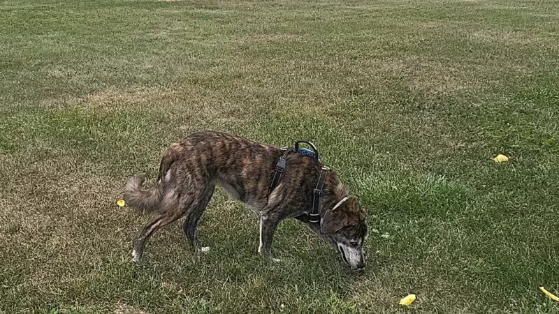 West Manheim Dog Park - Hanover, PA