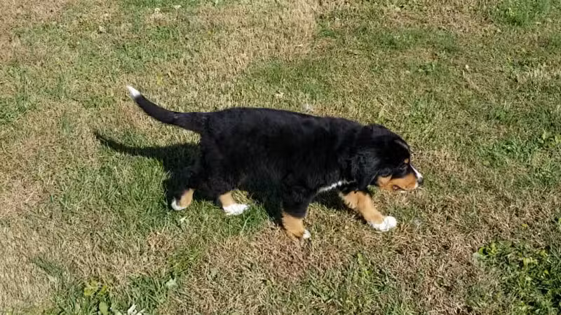 West Manheim Dog Park - Hanover, PA