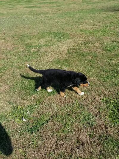 West Manheim Dog Park - Hanover, PA
