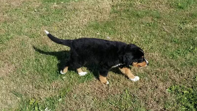 West Manheim Dog Park - Hanover, PA