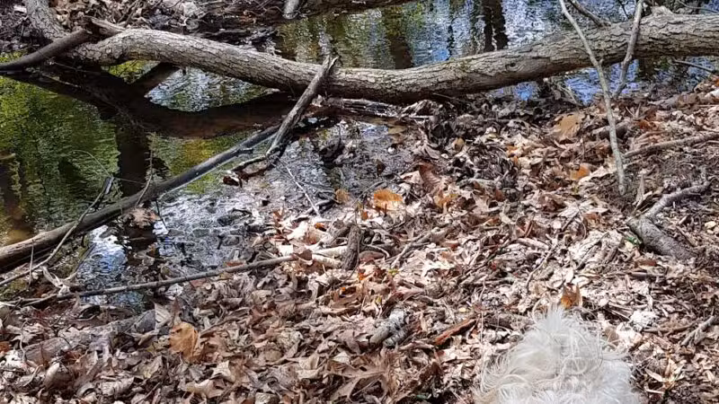 George Street Park - Harrington Park, NJ