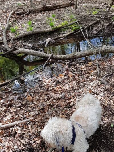 George Street Park - Harrington Park, NJ
