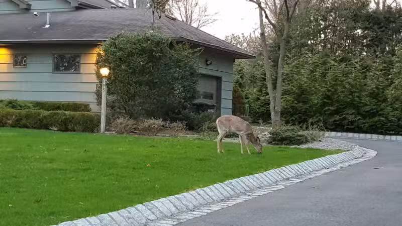 George Street Park - Harrington Park, NJ