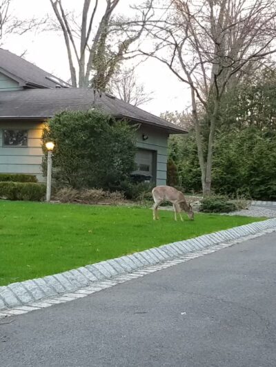 George Street Park - Harrington Park, NJ