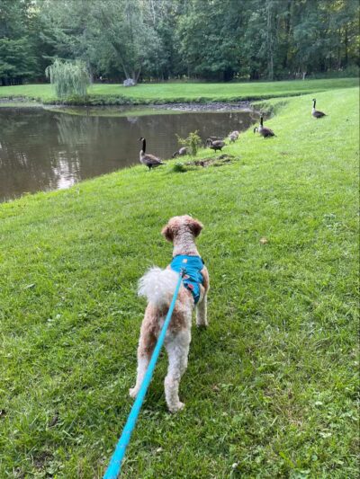 Pondside Park - Harrington Park, NJ