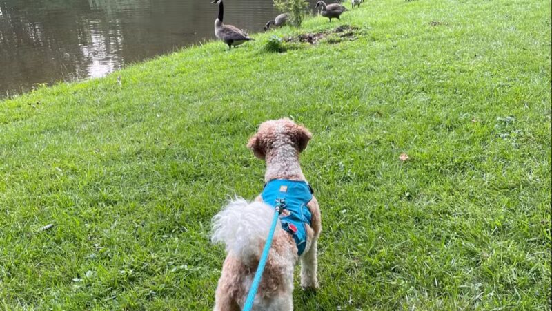 Pondside Park - Harrington Park, NJ