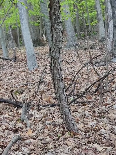 Pondside Park - Harrington Park, NJ