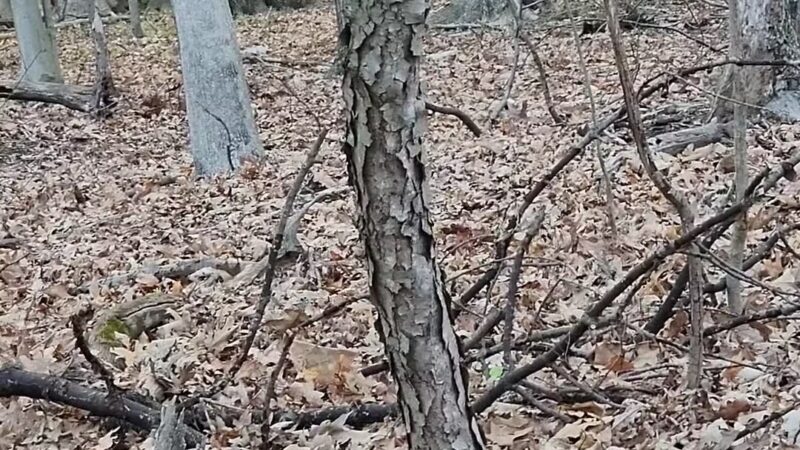 Pondside Park - Harrington Park, NJ