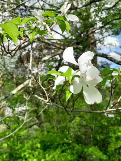 LMU Park - Harrogate, TN