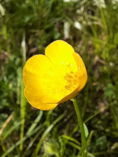 LMU Park - Harrogate, TN